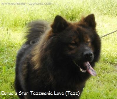 Eurasia Star tazzmania love