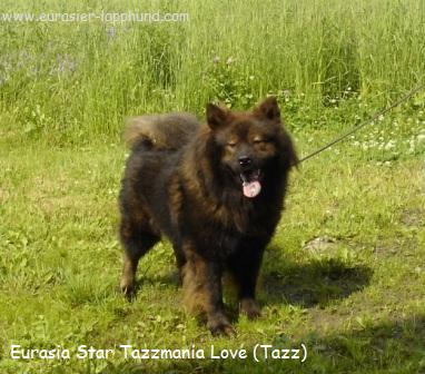 Eurasia Star tazzmania love