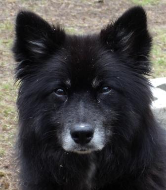my sidekick Makwa bear