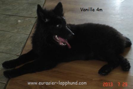 Eurasia Vanille n chocolat noir